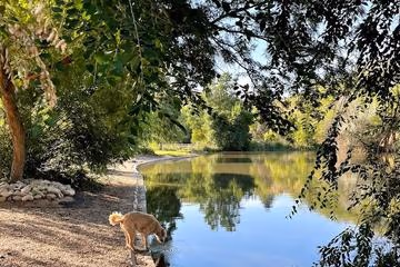 Together Treasure Valley Dog Island